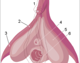 220Px Clitoris Inner Anatomy Numbers