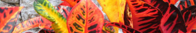 Sexological_Bodywork_Tantra_Basel