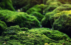 Beautiful bright green moss grown up cover rough stones floor forest show with macro view rocks full moss texture nature wallpaper