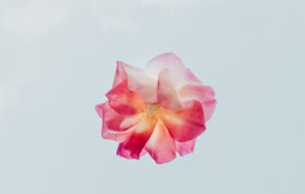 Blüte